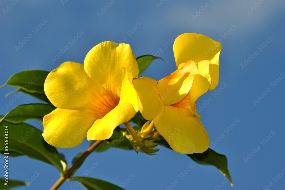 Obraz premium Golden Trumpet Latin name Allamanda cathartica