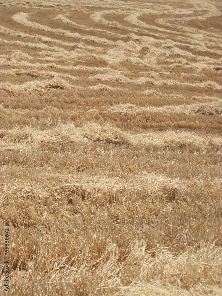 Fototapeta premium zikzaklı sap