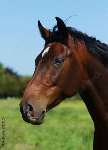 Beautiful Horse © Siegi