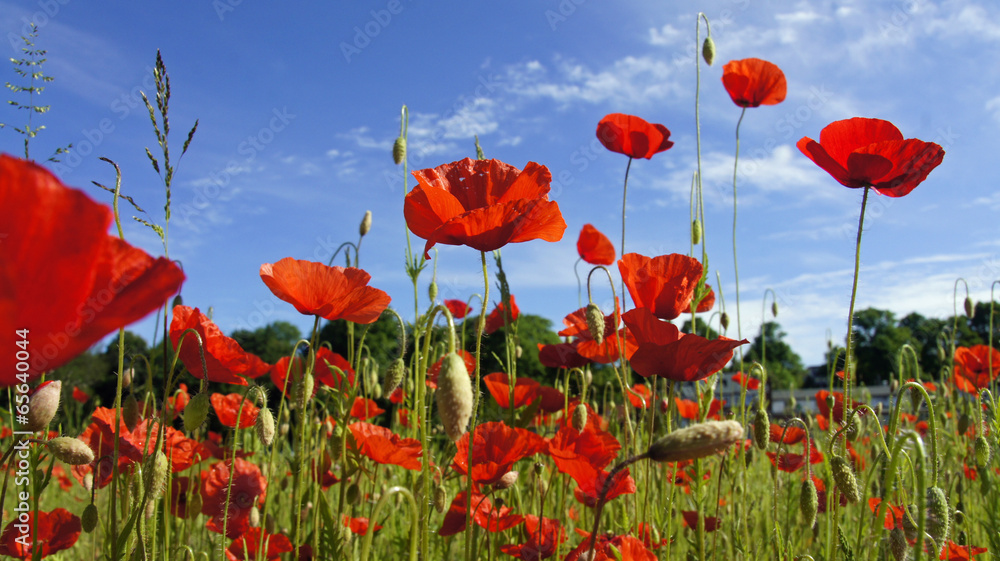 Obraz premium springtime