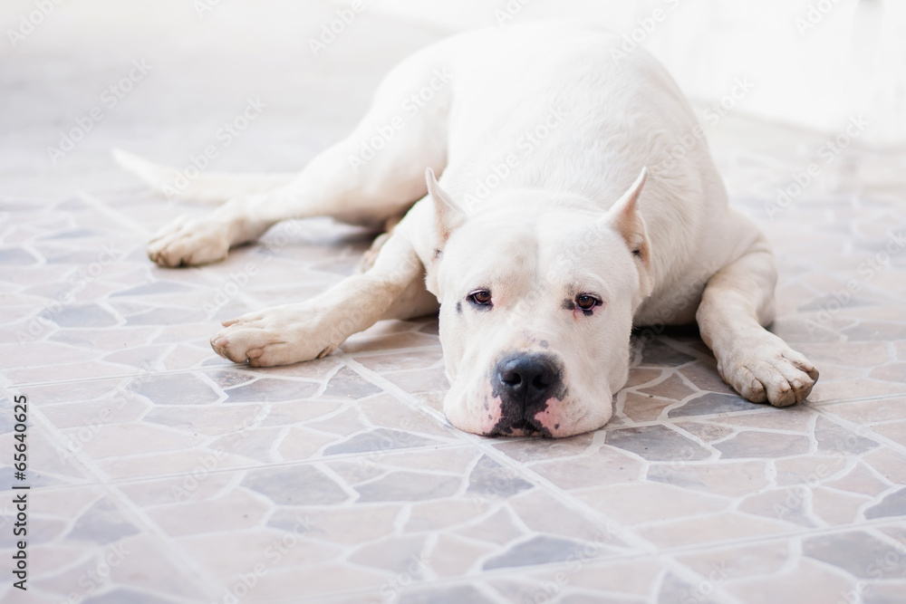 Dog resting Dog resting