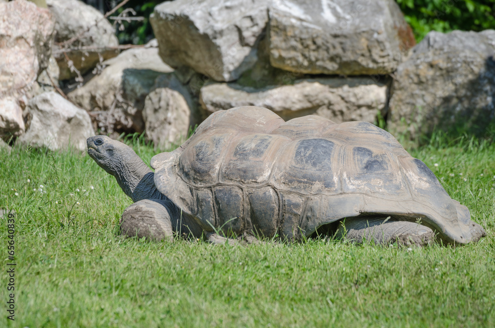 Turtle Turtle