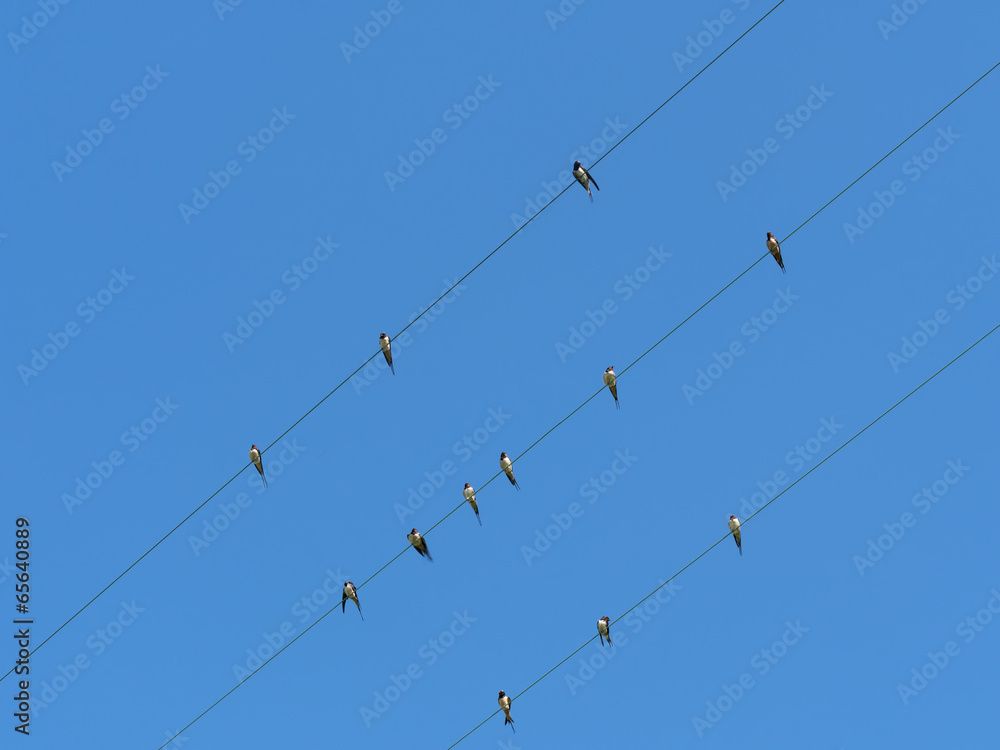 Spring arrivals on wire, blue sky background - swallows, Hirundo Spring arrivals on wire, blue sky background - swallows, Hirundo