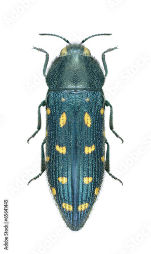 Beetle Acmaeodera degener