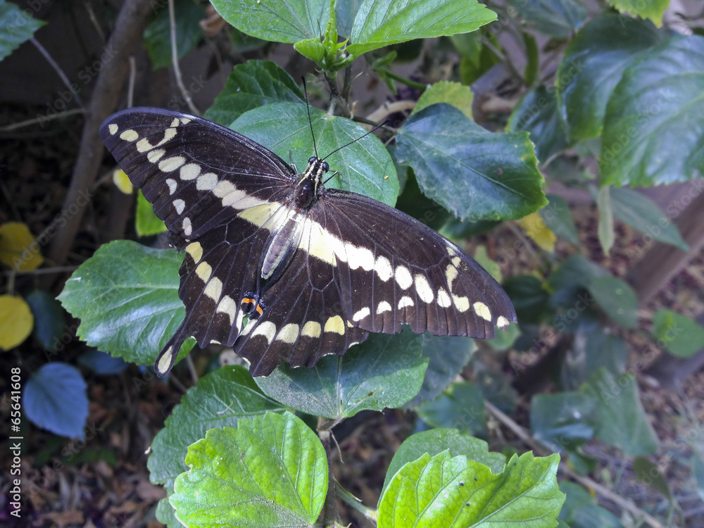 Fototapeta premium Giant Swallowtail Butterfly (Papilio cresphontes)