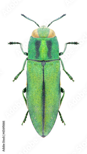 Beetle Anthaxia eugeniae halperini