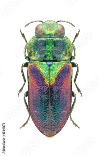 Beetle Anthaxia bicolor bicolor