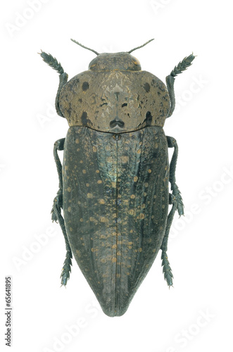 Metallic wood borer Capnodis tenebricosa alia
