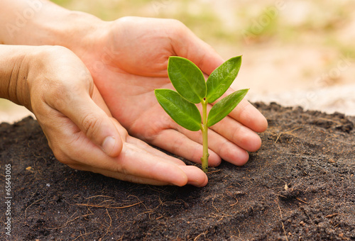 two hands holding and caring a young green plant