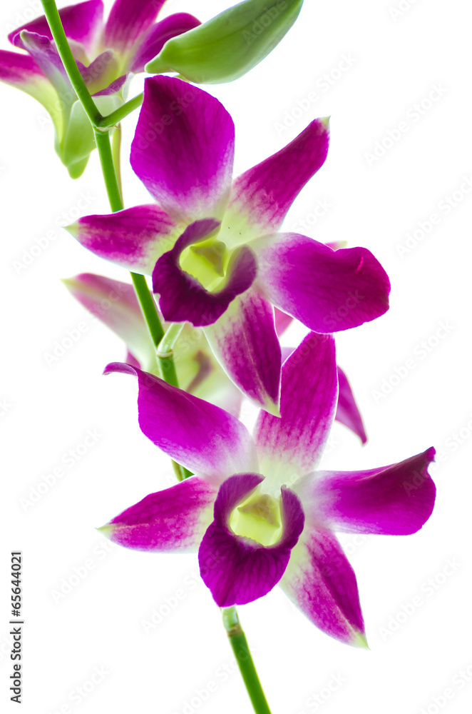 Orchind isolated white background Orchind isolated white background