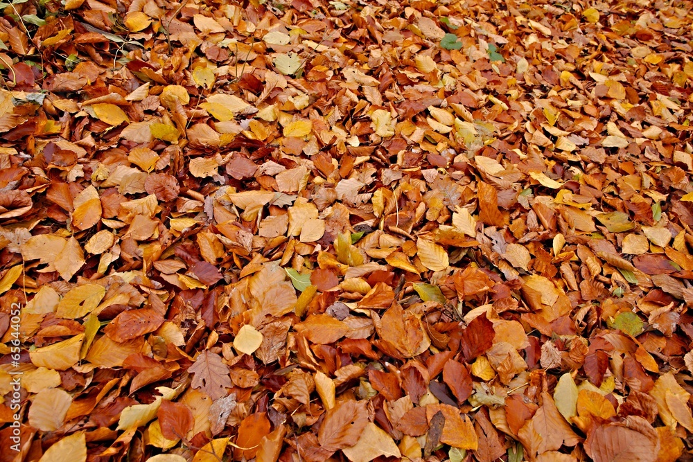 Fallen leaves