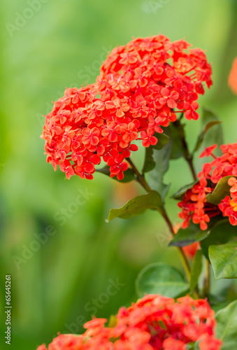 Fototapeta Naklejka Na Ścianę i Meble -  Ixora flower