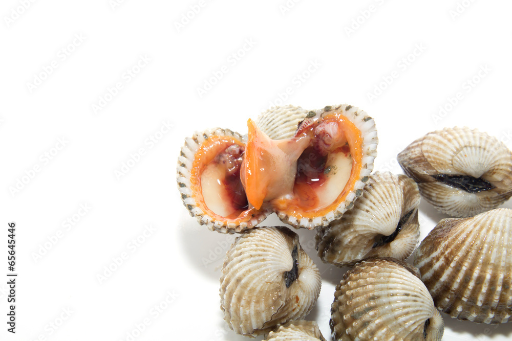 Fresh Shellfish Blood Cockles Fresh Shellfish Blood Cockles