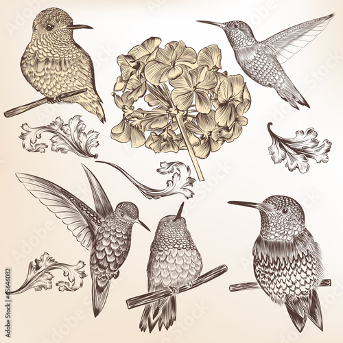 Collection of vector hand drawn humming birds for design