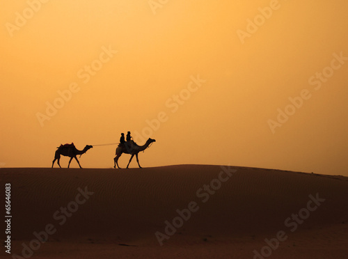 Camels walking across the sand dune