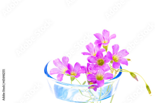 Fototapeta Naklejka Na Ścianę i Meble -  flowers of geranium that was placed in a cup