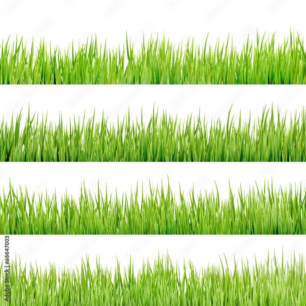 Fresh spring green grass isolated. EPS 10 Fresh spring green grass isolated. EPS 10
