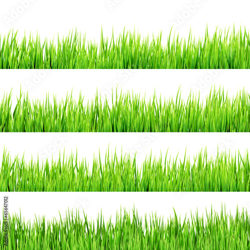 Green grass isolated on white. EPS 10