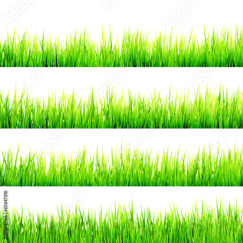 Fresh spring green grass Isolated On White. EPS 10