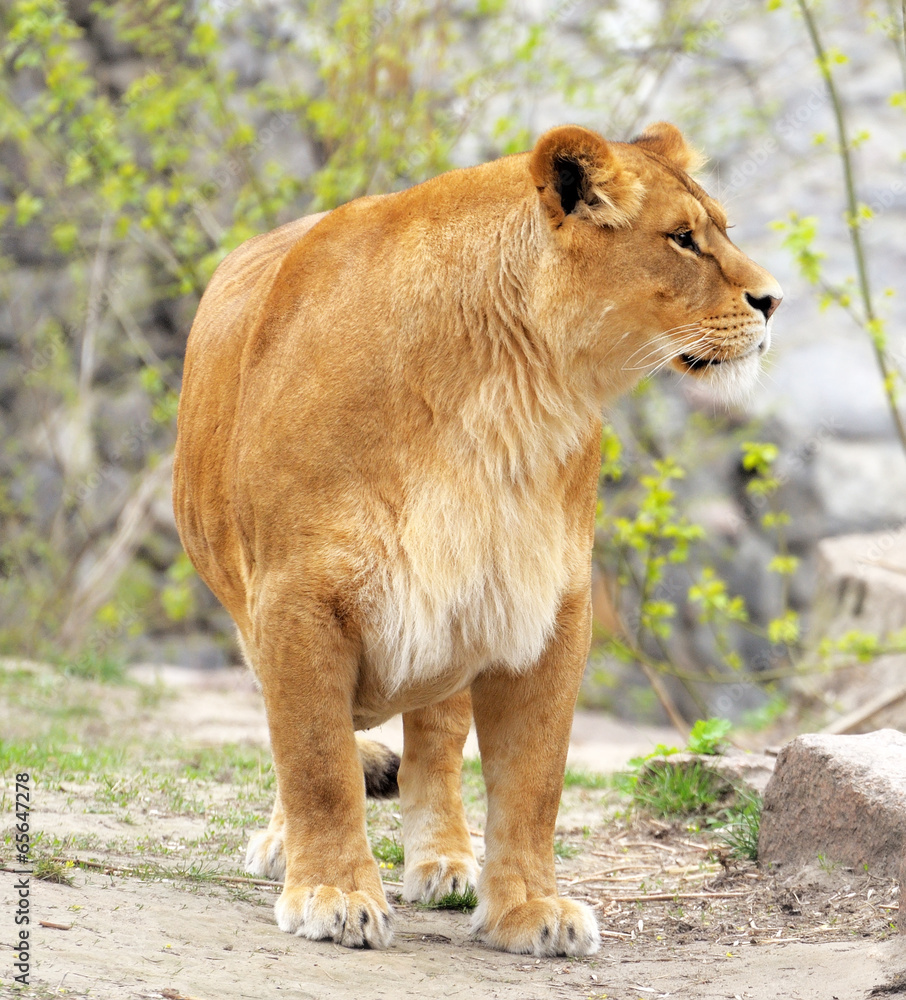 Obraz premium Lioness.