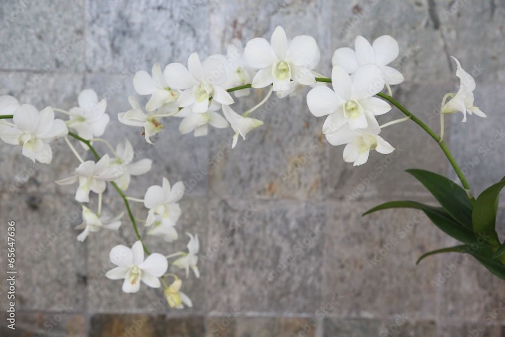 Thai white orchids.