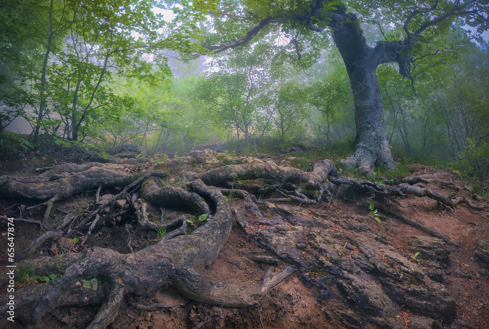 Tree with giant roots in the misty forest.