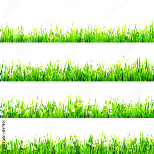 Grass with Little white Daisy. EPS 10