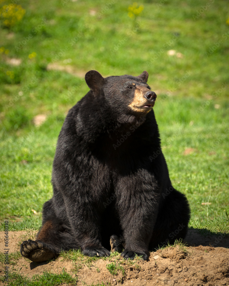 Naklejka premium Large Eastern Black Bear Sitting Down in Field