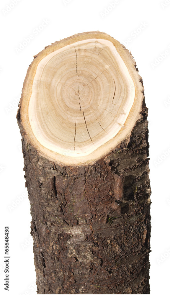 log isolated on a white background log isolated on a white background