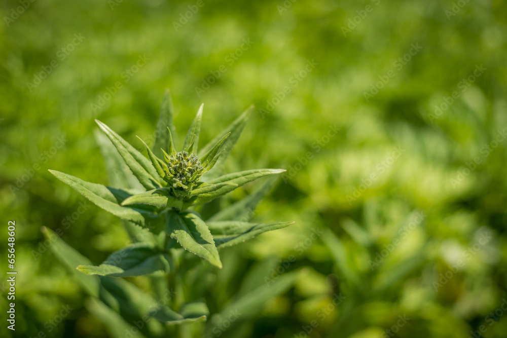 Beautiful green plant. Selective focus. Beautiful green plant. Selective focus.