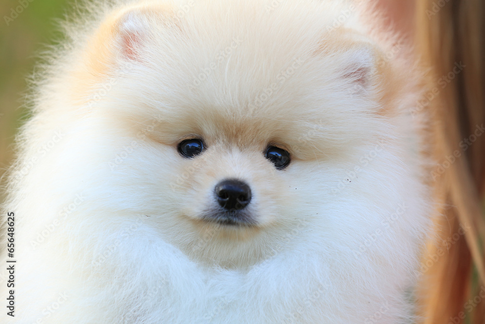 closeup face puppy pomeranian dog