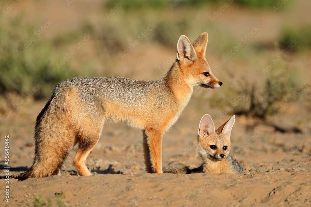 Cape foxes, Kalahadi desert