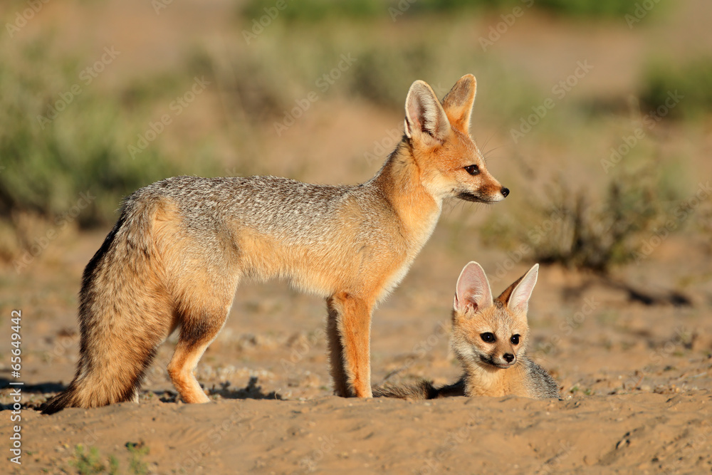 Cape foxes, Kalahadi desert Cape foxes, Kalahadi desert