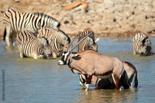 Fototapeta Naklejka Na Ścianę i Meble -  Gemsbok and zebra in water, Estosha National Park