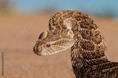 Defensive puff adder