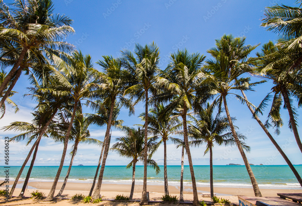 Beach with coconut tree in blue sky