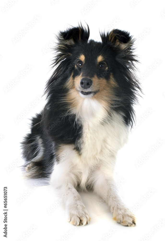 shetland dog