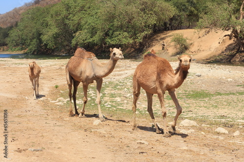 Camelherde Wadi Darbat Salalah Oman photo