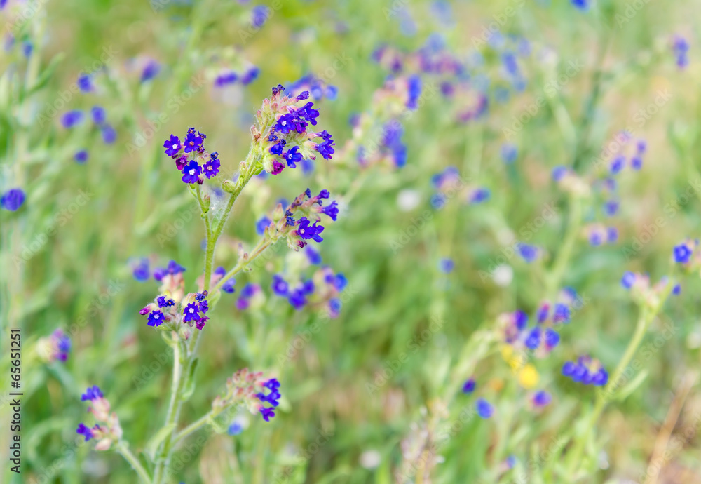 Little blue Anchusa officinalis flowers in the meadow under a warm spring sun Little blue Anchusa officinalis flowers in the meadow under a warm spring sun