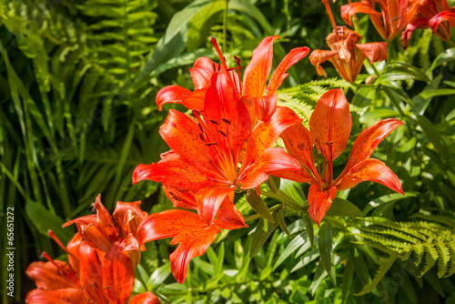 Orange and red Liliums with green ferns under the warm spring sun © Maxal Tamor