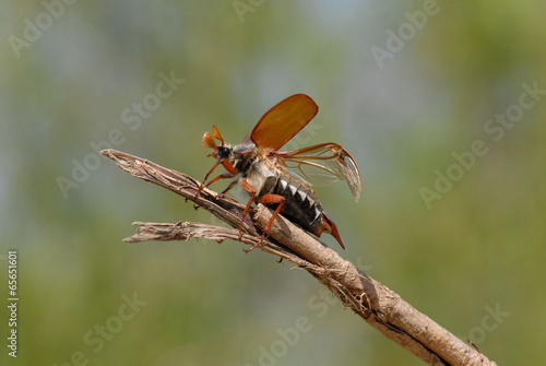 Cockchafer (Melolontha melolontha) photo