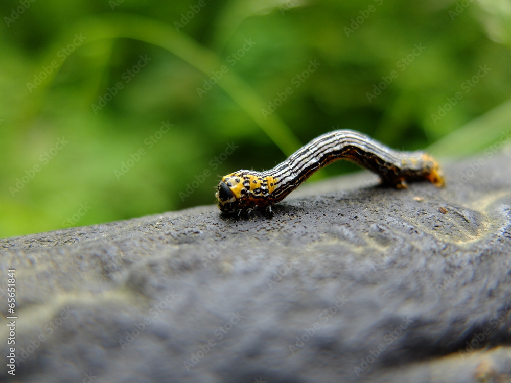 シャクトリムシ 尺取虫 幼虫 Stock 写真 | Adobe Stock