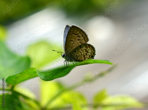 Butterfly on grass. © evegenesis