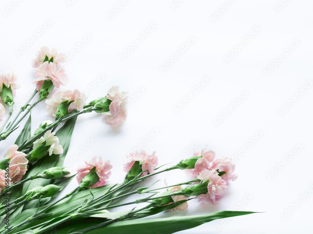 Light pink Carnation branch arranged on white background