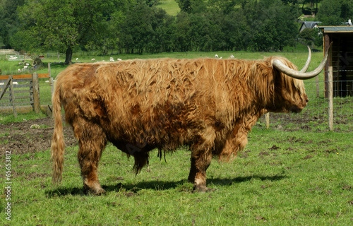 Vache ecossaise