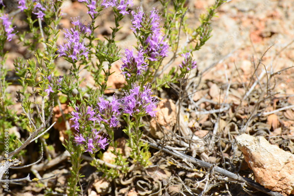 Thymian spinulosus Thymian spinulosus