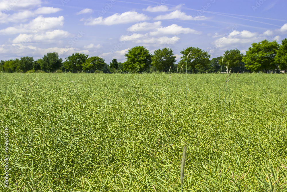 Obraz premium Rapeseed, Trees, Sky