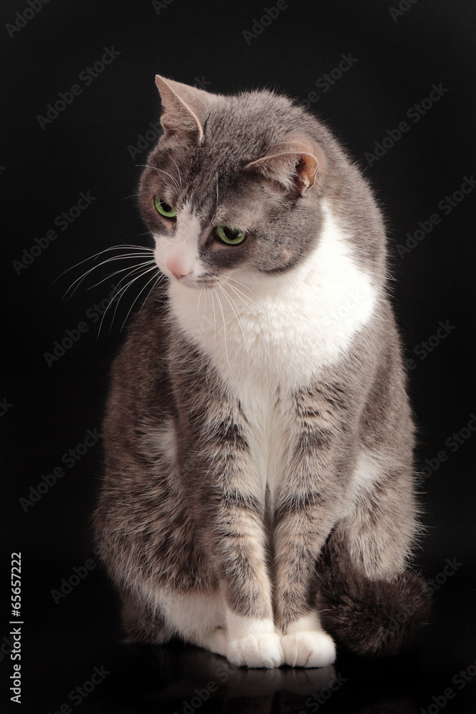 grey cat sitting on black background