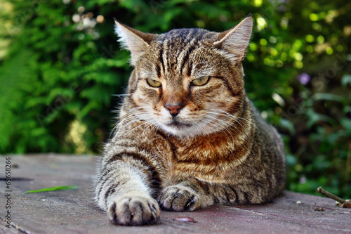 Gray cat lying