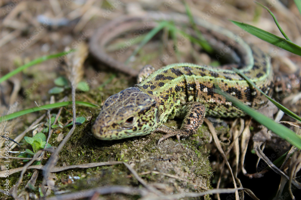 green small lizard green small lizard